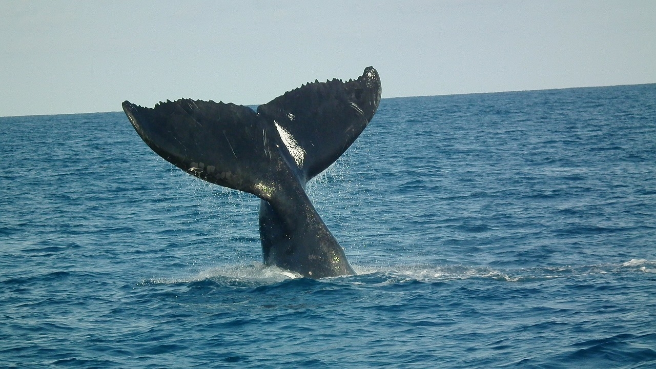 クジラを見るツアー