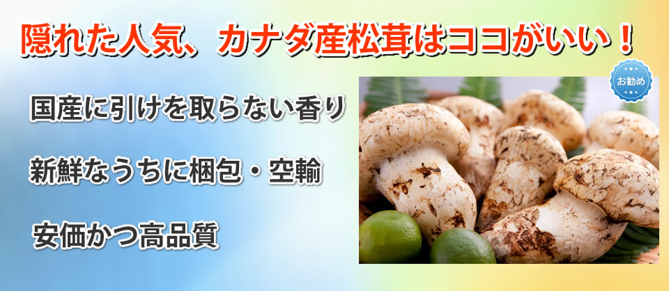 カナダ産松茸販売中！ | ナビツアー・カナダ